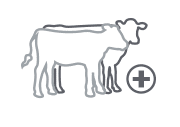 Elevage et Patrimoine, plus de 2000 animaux par an Elevage et Patrimoine, plus de 2000 bovins par an