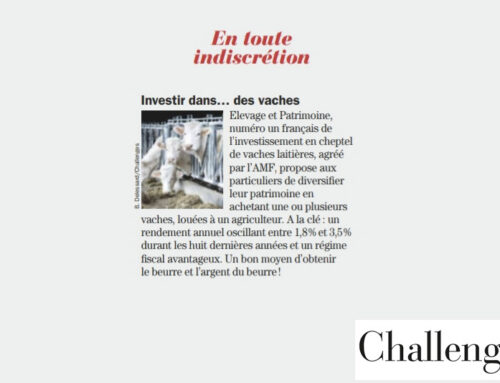 Investir dans… des vaches