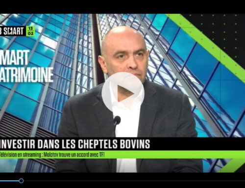 Les cheptels bovins, un investissement comme un autre ?