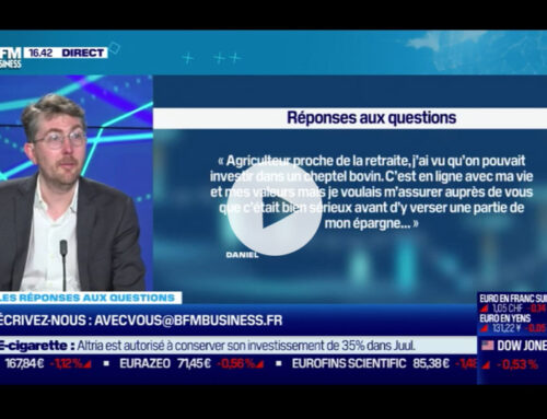 BFM Business : Investir dans un cheptel bovin, ça peut être une bonne idée ?