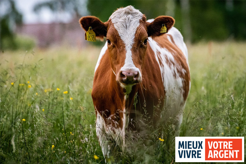 202203-Mieux-vivre-votre-argent Elevage et Patrimoine : soutenir l'agriculture et diversifier son épargne, c'est possible !