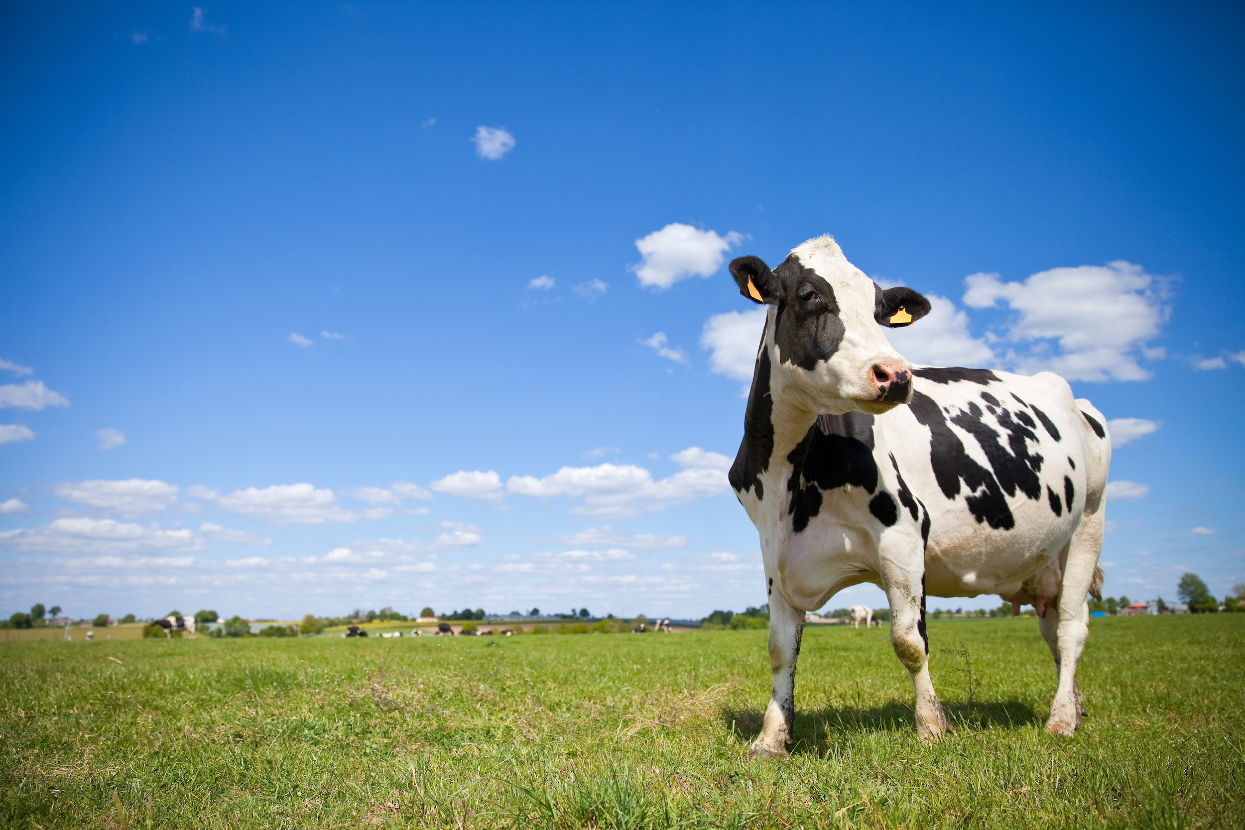 Une vache blanche à tache noire, dans un champ 