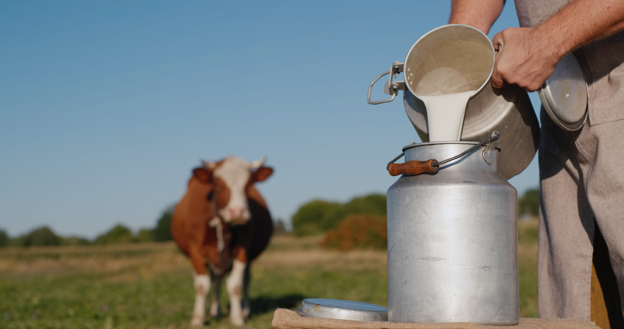 Du lait versé en premier plan, une vache dans un champ au second