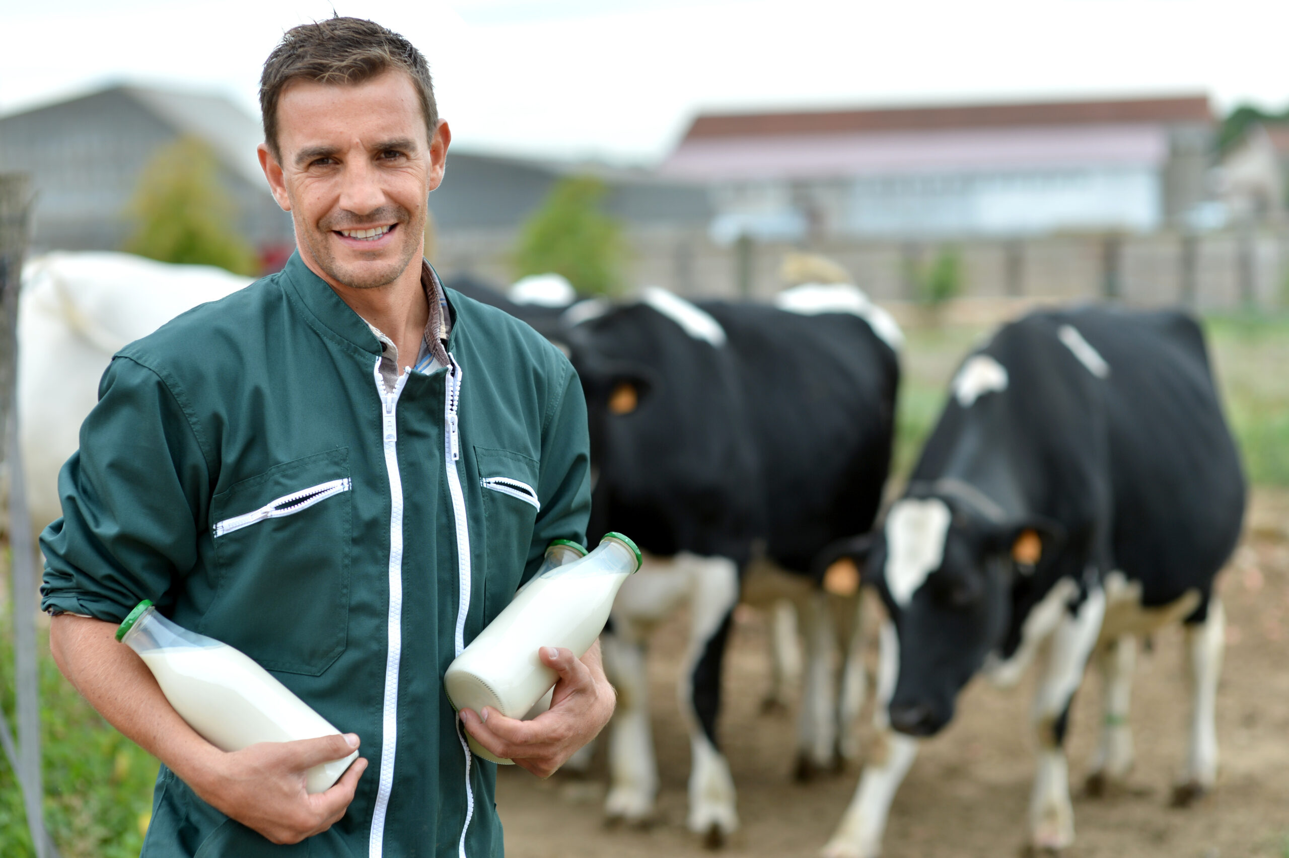 Un éleveurs avec son cheptel et le lait produit.