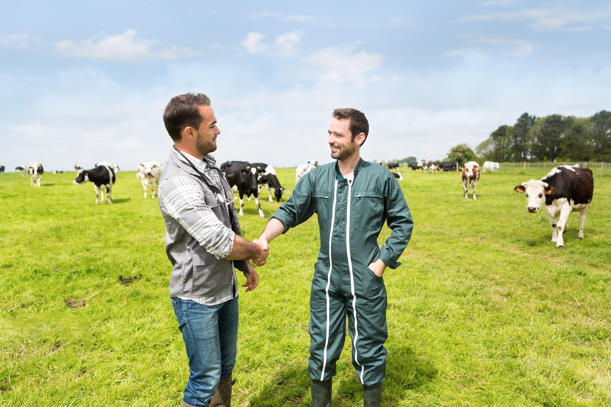 2 éleveurs se serrant la main dans un champ, des vaches en arrière-plan