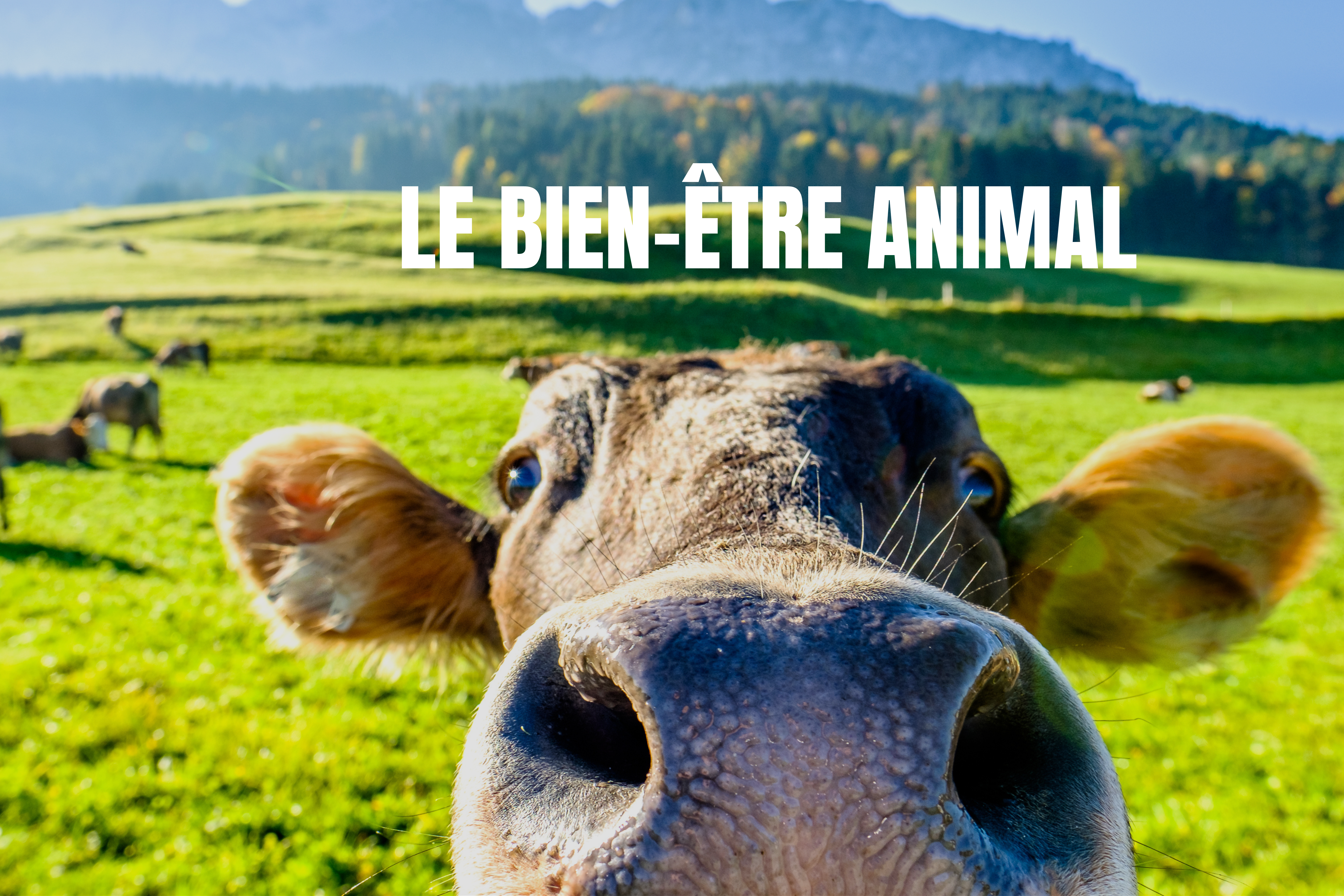 4 Vache curieuse du bien-être animal