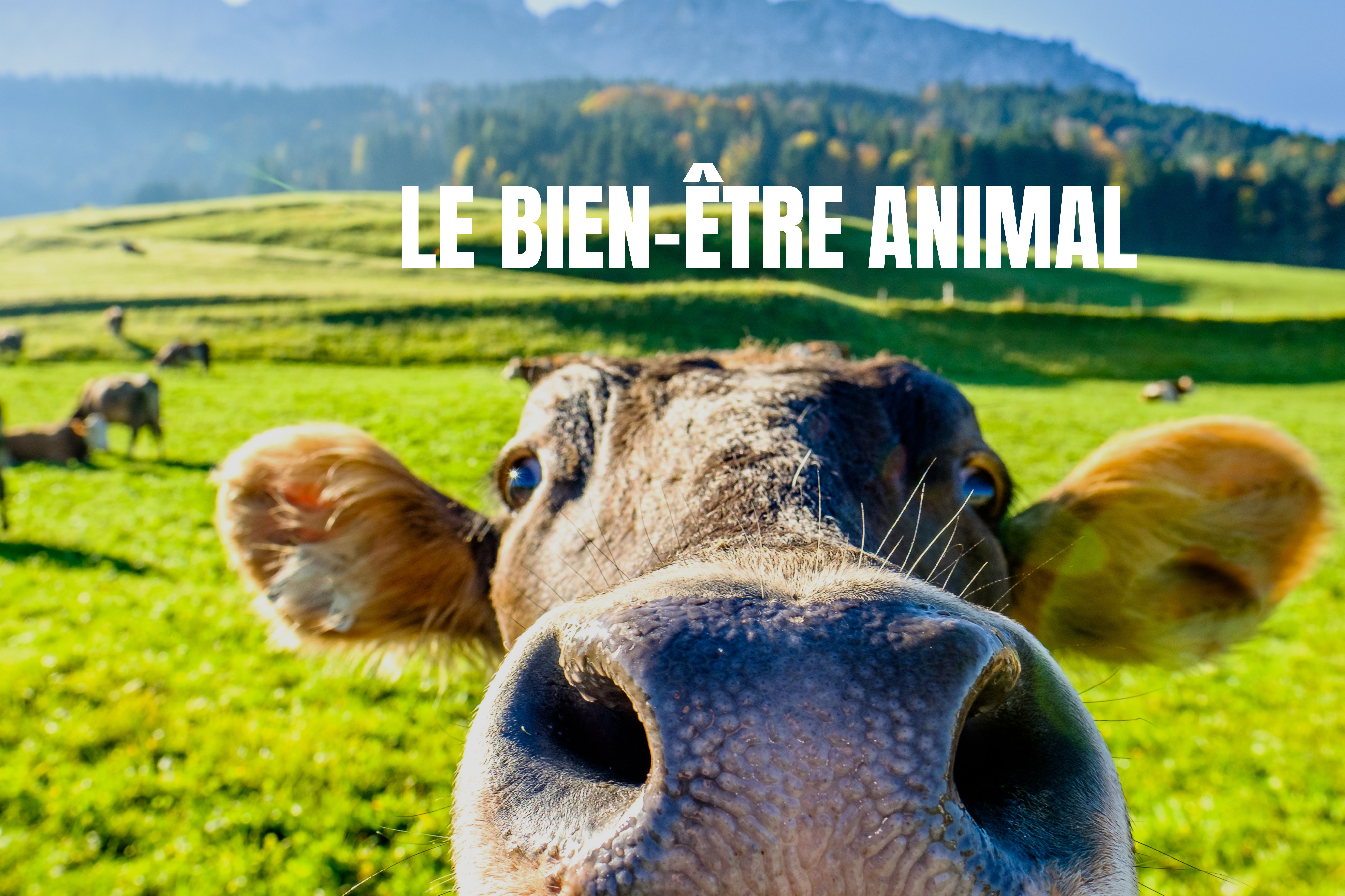 Vache curieuse du bien-être animal