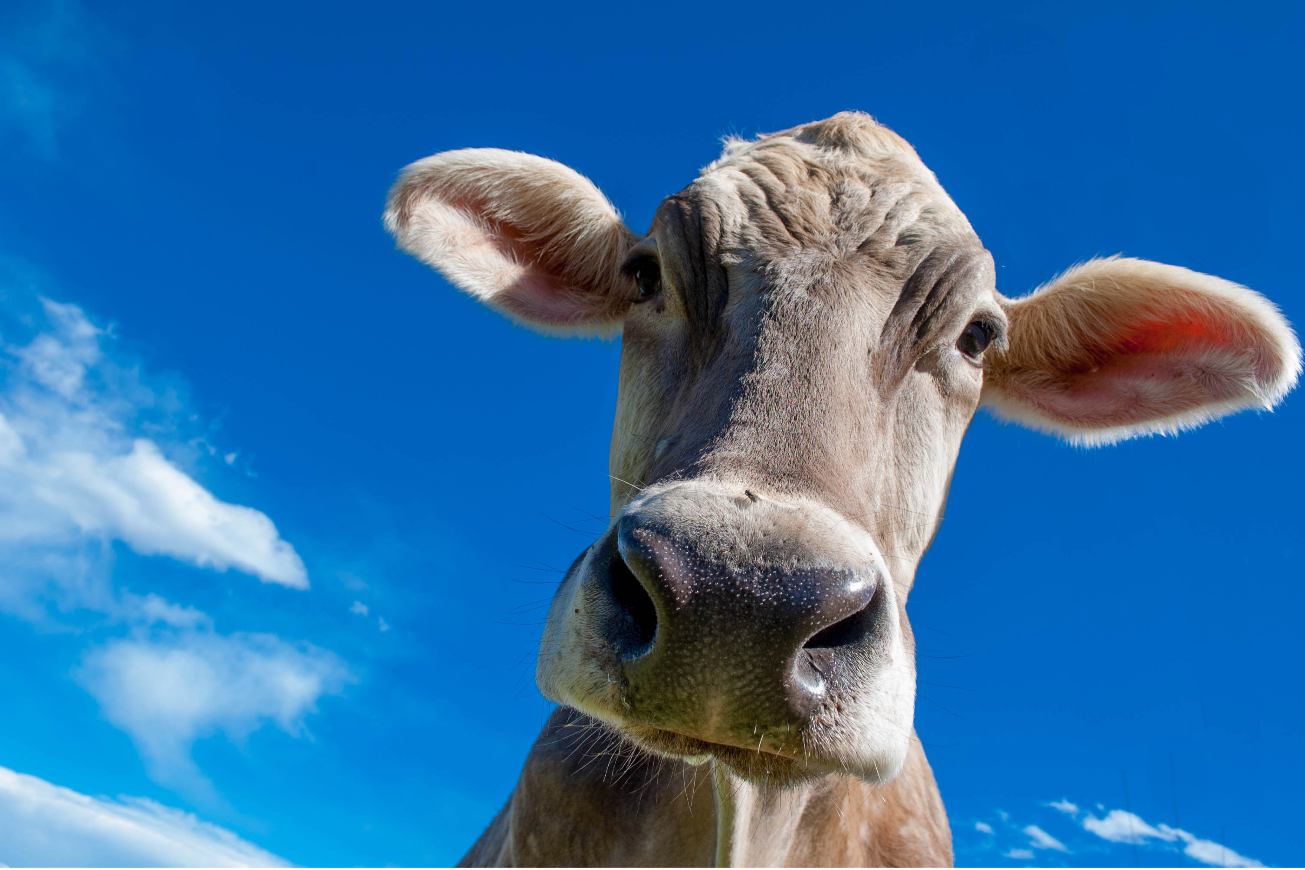 Image vache – Économie réelle V2 Vache curieuse à fond bleu