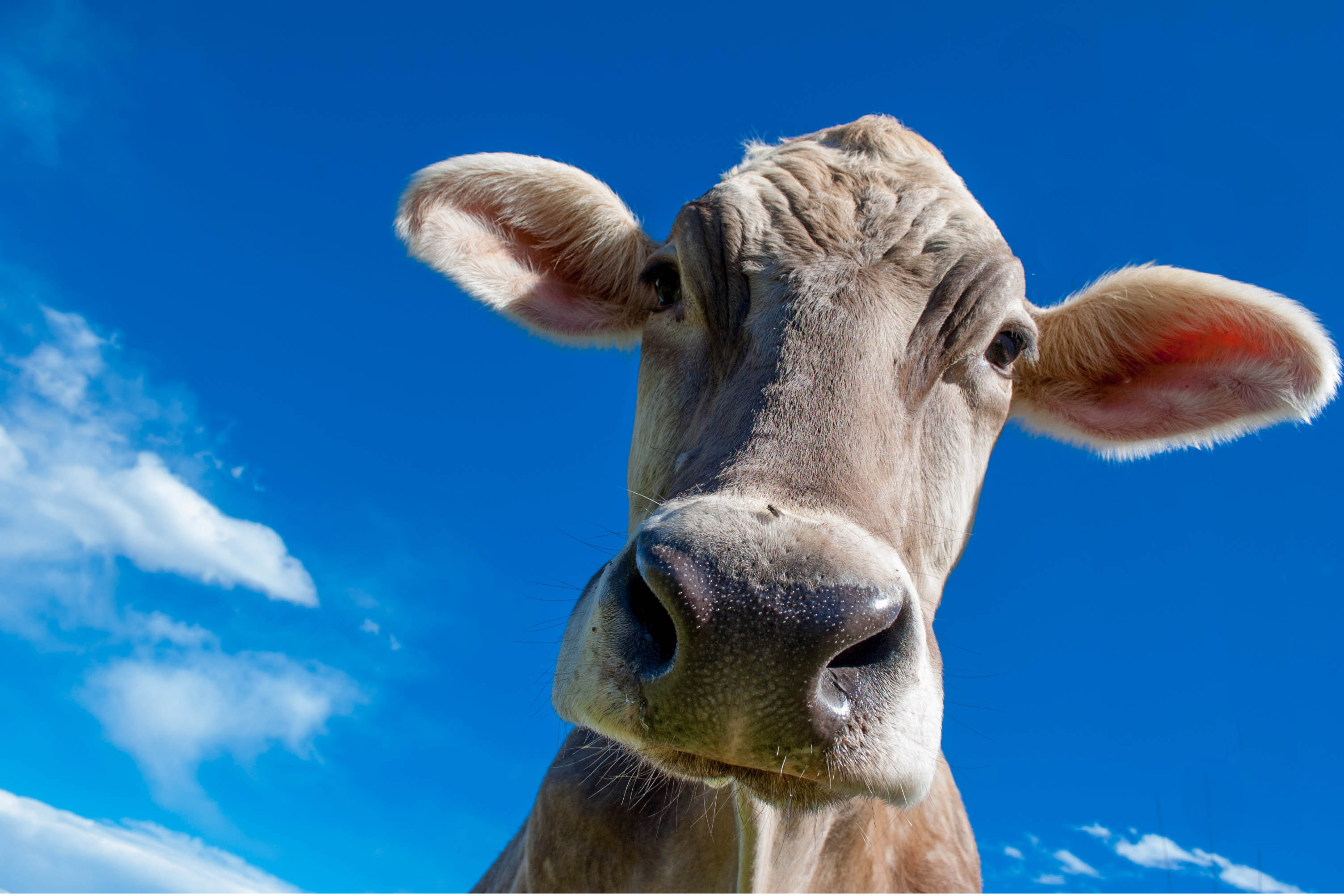 Vache curieuse à fond bleu