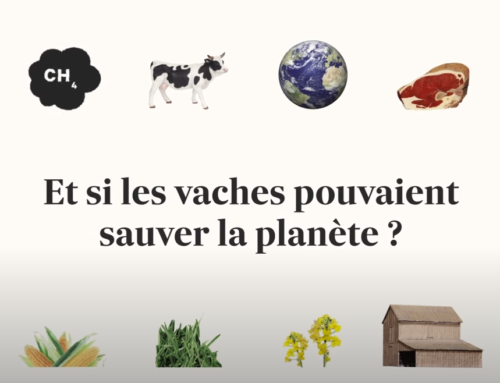 Et si les vaches pouvaient sauver la planète ? 🐮 Les Echos